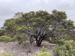 Arctostaphylos montereyensis