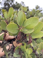 Arctostaphylos montereyensis