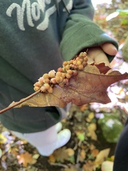 Callirhytis piperoides