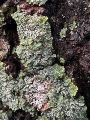 Heterodermia albicans