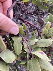 Arctostaphylos montereyensis