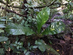 Anthurium schlechtendalii