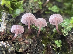 Mycena meliigena