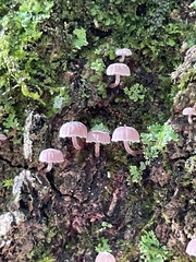 Mycena meliigena