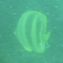 Chaetodon rainfordi