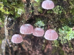Mycena meliigena