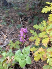 Agastache pallidiflora