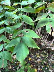 Aralia elata