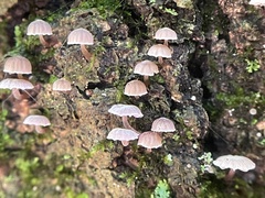 Mycena meliigena