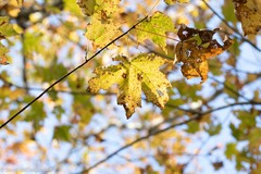 Acer saccharum