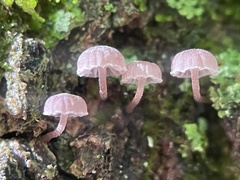 Mycena meliigena