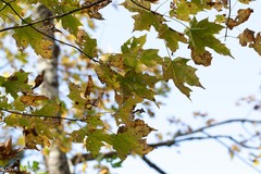 Acer saccharum