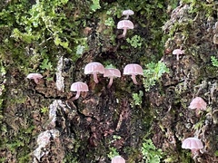 Mycena meliigena