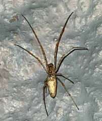 Tetragnatha laboriosa