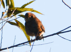 Passerina cyanea