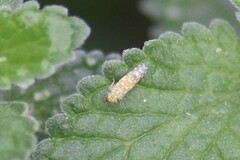 Eupteryx decemnotata