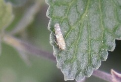 Eupteryx decemnotata