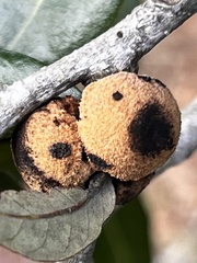 Disholcaspis quercusvirens