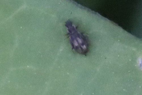 Plaster beetle photo 5
