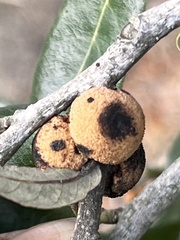 Disholcaspis quercusvirens