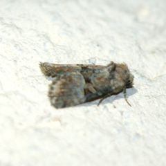 Mesoligia literosa