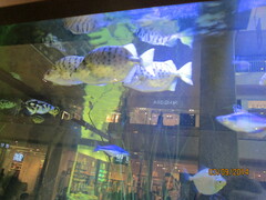 Selenotoca multifasciata