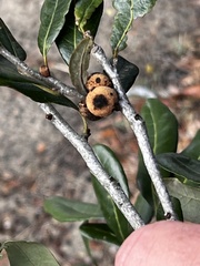 Disholcaspis quercusvirens