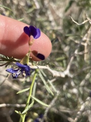 Psorothamnus schottii