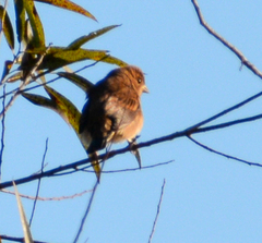 Passerina cyanea