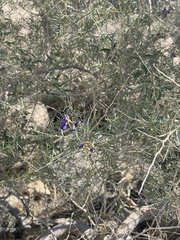 Psorothamnus schottii