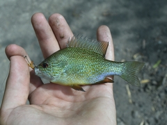 Lepomis aquilensis