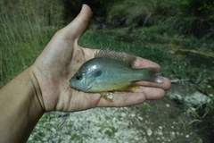 Lepomis aquilensis