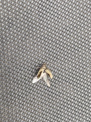 Tropisternus lateralis