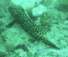 Epinephelus quoyanus
