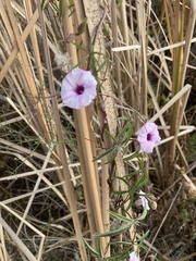 Ipomoea heptaphylla