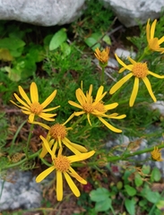 Jacobaea abrotanifolia