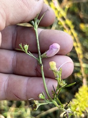 Agalinis fasciculata