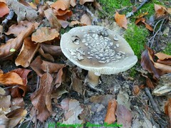 Amanita excelsa