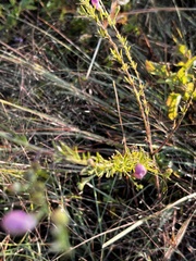 Agalinis fasciculata