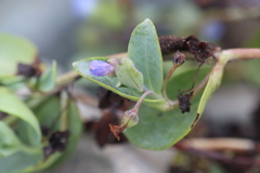 Mertensia maritima