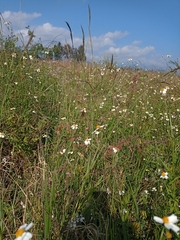 Bidens odorata