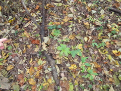 Hydrastis canadensis