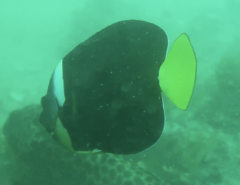 Chaetodontoplus meredithi