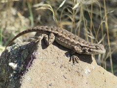 Sceloporus occidentalis occidentalis