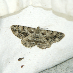 Deileptenia ribeata