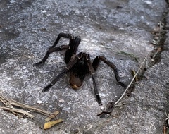 Aphonopelma seemanni