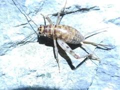 Gryllomorpha dalmatina