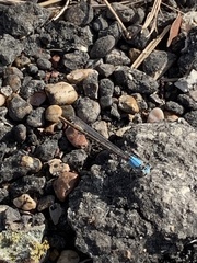 Argia apicalis