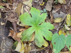 Hydrastis canadensis