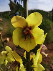 Verbascum virgatum